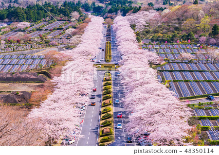 （靜岡縣）富士公墓的櫻花樹 48350114