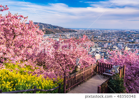 （神奈川縣）西海拉公園（松田山藥草園）的河津櫻花 48350348