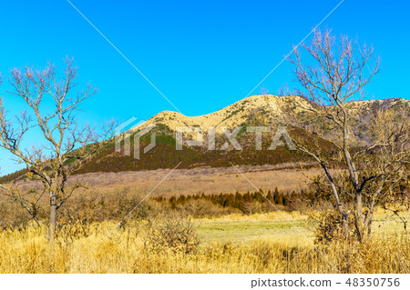 Senomoto Kogen winter landscape withered grassland [Minamioguni-machi, Aso-gun, Kumamoto] 48350756