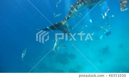 Wild whale shark underwater photograph 48351030