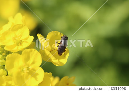 Tsunagro kimba和油菜花 48351098