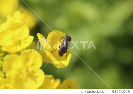 Tsunagro kimba和油菜花 48351099