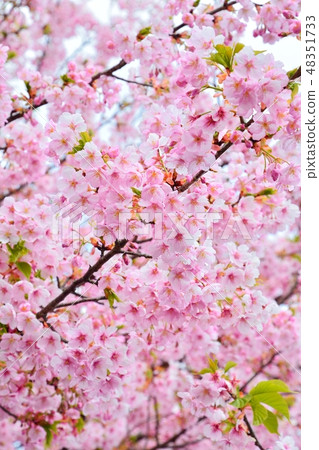 Sakura in full bloom (Ito Komuro cherry tree which blooms in Ito city, Shizuoka prefecture) Sakura in full bloom (Ito Komuro cherry tree which blooms in Ito city, Shizuoka prefecture) 48351733