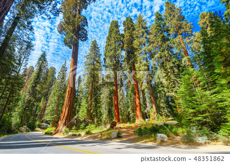 Forest of sequoias in Yosemeti National Park. Forest of sequoias in Yosemeti National Park. 48351862