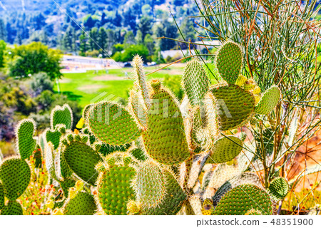 Wild cactus in natural habitat conditions. Wild cactus in natural habitat conditions. 48351900