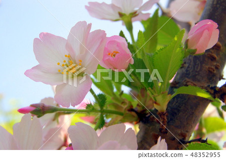 Cherry blossoms blooming at the trunk (Gotenbazakura: Gotemba cherry tree) Cherry blossoms blooming at the trunk (Gotenbazakura: Gotemba cherry tree) 48352955