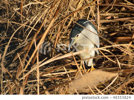 一個可愛的戈雅 48353824