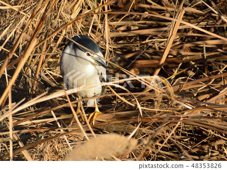 一個可愛的戈雅 48353826