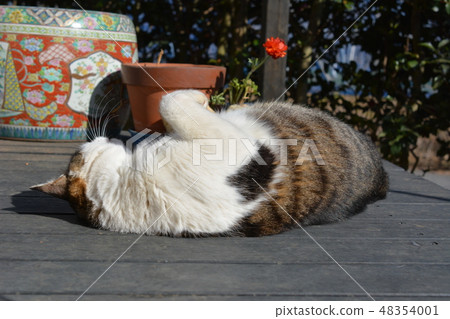 Relaxing on the deck, Nori-Nan Spoiled jumbo chovy beard cat 48354001