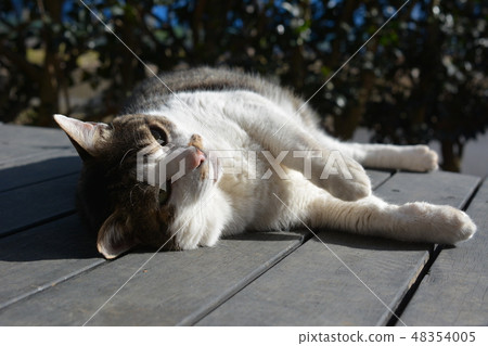 Relaxing on the deck, Nori-Nan Spoiled jumbo chovy beard cat Relaxing on the deck, Nori-Nan Spoiled jumbo chovy beard cat 48354005