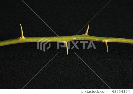 Part of the Fuengfah [Bougainvillea] Stem Thorns 48354394