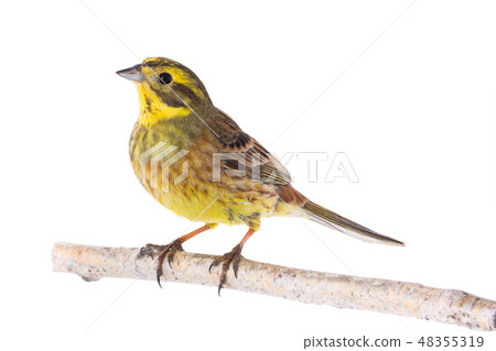 Yellowhammer (Emberiza citrinella) 48355319