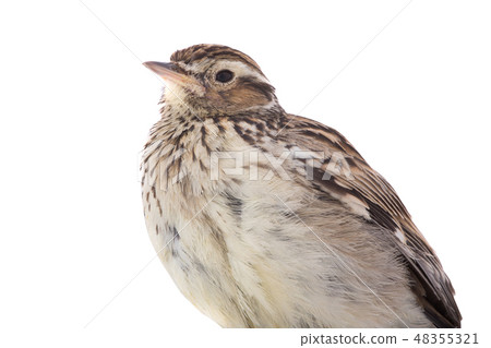 Wood Lark Wood Lark 48355321