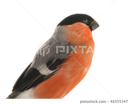 portrait male bullfinch on a white 48355347