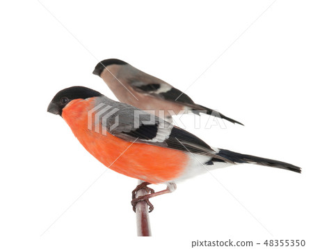 male and female bullfinch on a white male and female bullfinch on a white 48355350