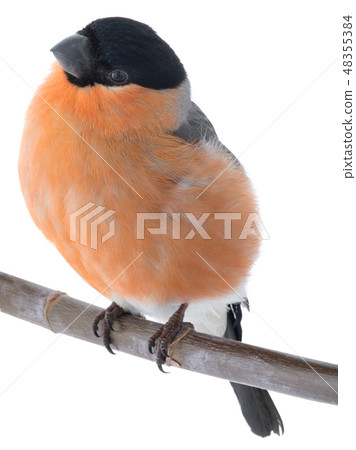 portrait male bullfinch on a white portrait male bullfinch on a white 48355384