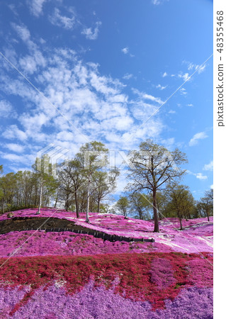 北海道大空町東本琴芝櫻公園 48355468