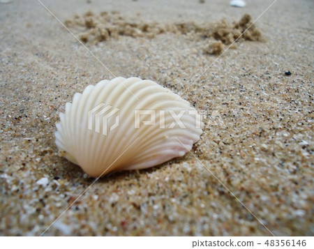Mussel Sea shell, wildlife of ocean Mussel Sea shell, wildlife of ocean 48356146