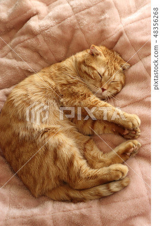 Sleeping on futon Sleeping on futon 48356268