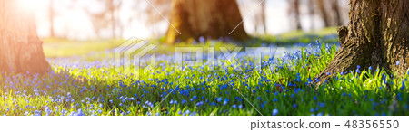 Scilla flowers in the park Scilla flowers in the park 48356550