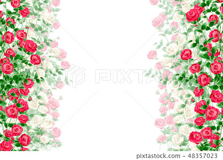 Rose rose 48357023