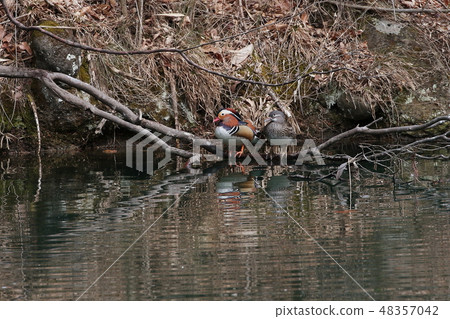 Oshidori的Tussail 48357042