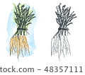 Watercolor carrot drawing 48357111