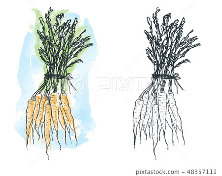 Watercolor carrot drawing Watercolor carrot drawing 48357111