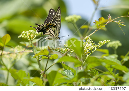 Swallowtail 48357297