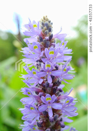 Misuoi Pontedea Waterside Grass 48357733