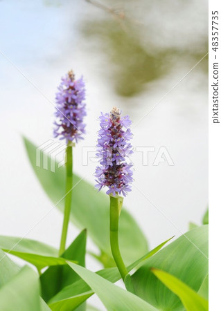 Misuoi Pontedea Waterside Grass 48357735