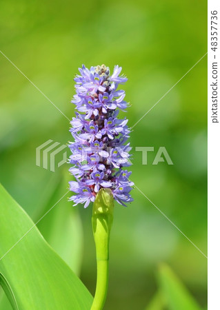 Misuoi Pontedea Waterside Grass 48357736