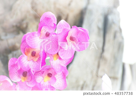Beautiful Pink Orchids. Flower Bright Tone. Beautiful Pink Orchids. Flower Bright Tone. 48357738