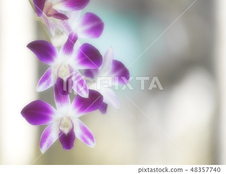 Beautiful Pink Orchids. Flower Bright Tone. Beautiful Pink Orchids. Flower Bright Tone. 48357740