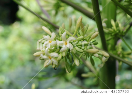 Papaya flowers Papaya flowers 48357793