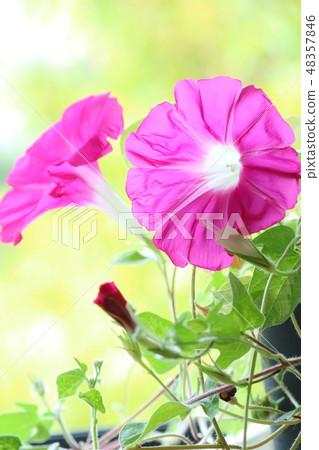 Ogreate morning glory red natural background Ogreate morning glory red natural background 48357846