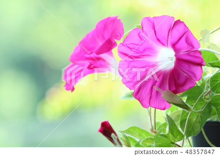 Ogreate morning glory red natural background 48357847