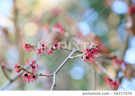 Flowers all flowers 48357979