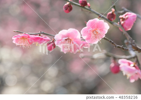 Plum blossom Plum blossom 48358216