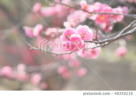 Plum blossom Plum blossom 48358218