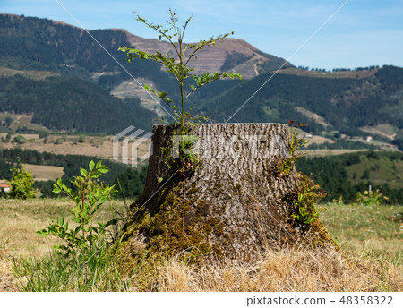 Clean cut of tree trunk with new shoot growing Clean cut of tree trunk with new shoot growing 48358322