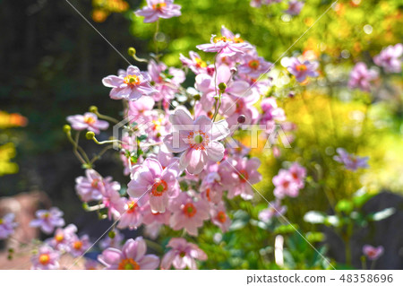 Shuumeigiku盛開在初秋Utsunoe瀑布8瀑布 48358696