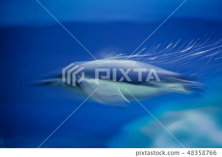 Small penguin swimming very fast 48358766