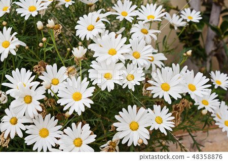 Closeup of chamomile flowers in pot Closeup of chamomile flowers in pot 48358876