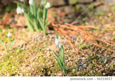 Snowdrop flowers Snowdrop flowers 48359057