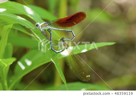 Damselfly Damselfly 48359119