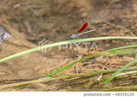 Damselfly Damselfly 48359120