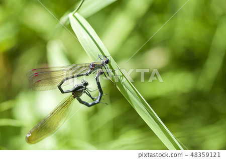 Damselfly 48359121