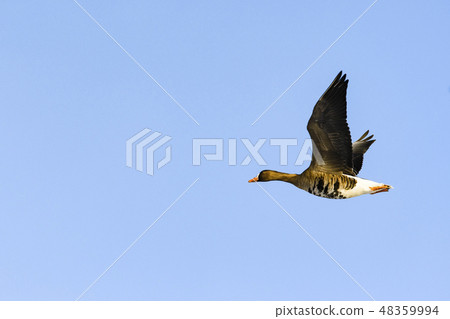 Flight of Magan Flight of Magan 48359994