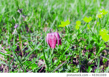 Purple Chess flower (Fritillaria meleagris)  field 48361089